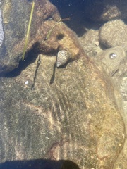 Clibanarius erythropus