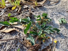 Euphorbia tuberosa