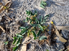 Euphorbia tuberosa