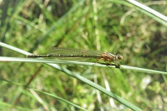 Xanthagrion erythroneurum
