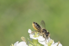 Megachile centuncularis