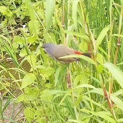 Coccopygia quartinia