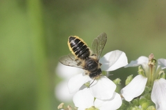 Megachile centuncularis