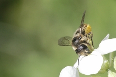 Megachile centuncularis