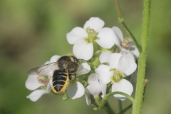 Megachile centuncularis
