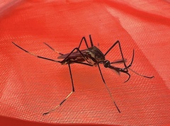 Toxorhynchites speciosus