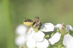Megachile centuncularis