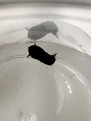 Toxorhynchites speciosus