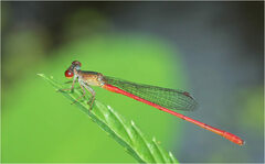 Telebasis digiticollis