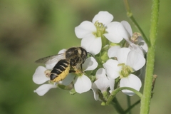 Megachile centuncularis