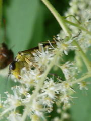 Tenthredo finschi