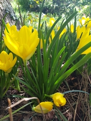 Sternbergia lutea