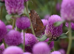 Polygonia c-aureum
