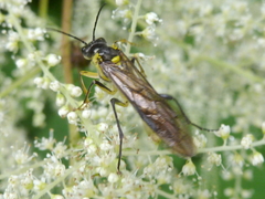 Tenthredo finschi