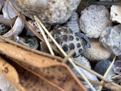 Tenguella marginalba