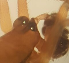 Walckenaeria alticeps