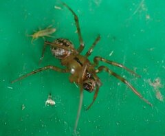 Stemonyphantes lineatus