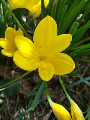 Sternbergia lutea