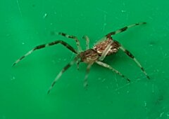Episinus angulatus