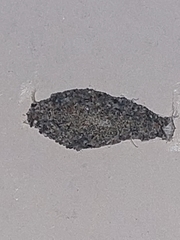 Phereoeca