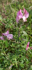 Ononis arvensis