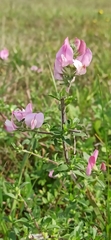 Ononis arvensis