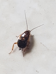 Ectobius sylvestris