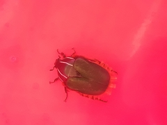 Trichostetha fascicularis