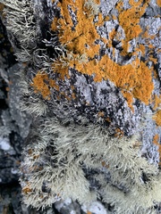 Ramalina siliquosa
