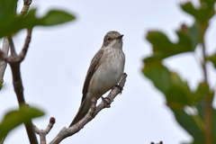 Muscicapa striata