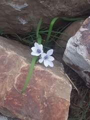 Iridaceae