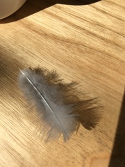 Marmaronetta angustirostris