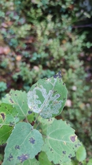 Phyllocnistis labyrinthella