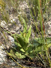 Disa cornuta