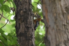 Dendrocopos hyperythrus