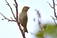 Carpodacus erythrinus