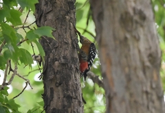 Dendrocopos hyperythrus