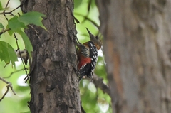 Dendrocopos hyperythrus