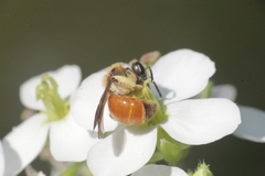 Andrena pellucens