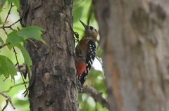 Dendrocopos hyperythrus