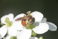 Andrena pellucens