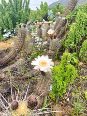 Trichocereus deserticola