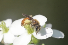 Andrena pellucens
