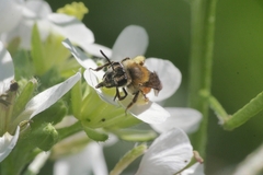 Andrena pellucens