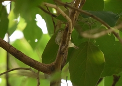 Phylloscopus proregulus
