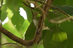 Phylloscopus proregulus