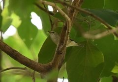 Phylloscopus proregulus