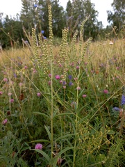 Veronica spuria