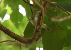 Phylloscopus proregulus
