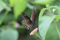 Papilio castor